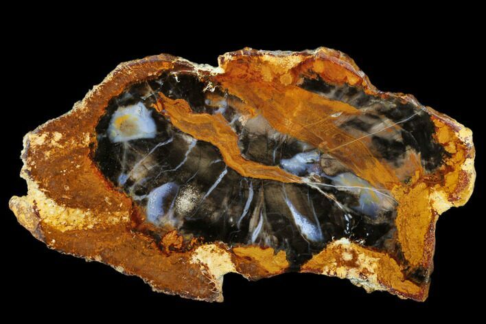 Petrified Wood (Sycamore) Slab - Parker, Colorado #184938